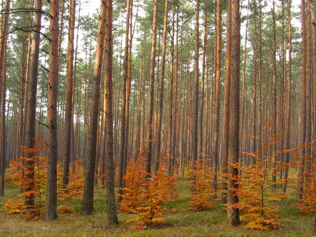 Nadzór nad lasami niepaństwowymi