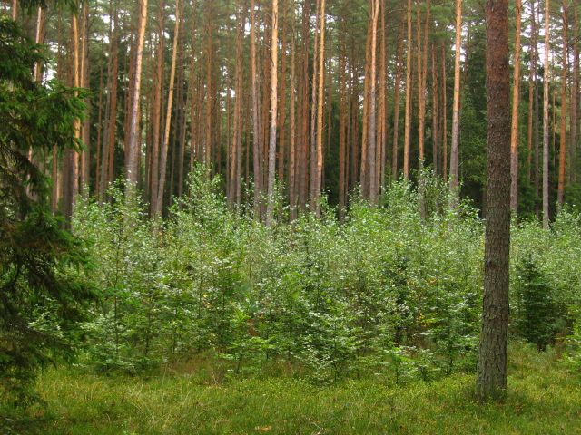 Warunki przyrodniczo-leśne